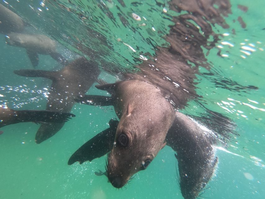 Plettenberg Bay: Seal Swimming Experience - FAQ