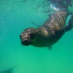 Plettenberg Bay: Seal Viewing Boat Trip - Who Will Love This Experience?