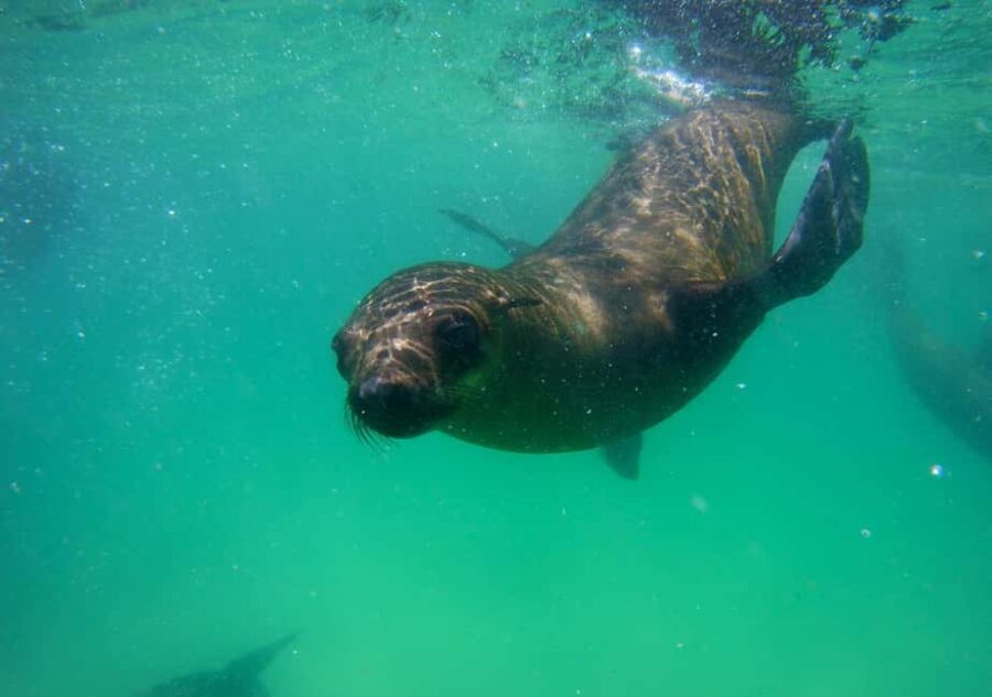 Plettenberg Bay: Seal Viewing Boat Trip - Who Will Love This Experience?
