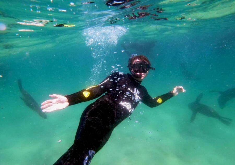 Plettenberg Bay: Swim with the Seals - What’s Included and What You Should Bring