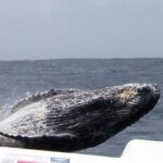 Plettenberg Bay: Whale-Watching Cruise - The Authentic Experience: Pros and Cons