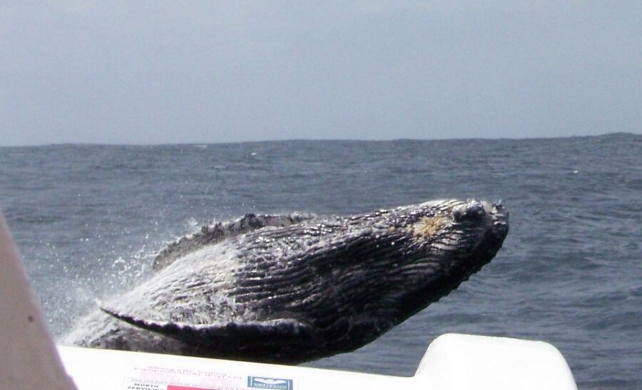 Plettenberg Bay: Whale-Watching Cruise - The Authentic Experience: Pros and Cons
