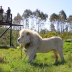 Plettenberg Bay: Wild Cat and Wildlife Guided Tour - The Value Proposition