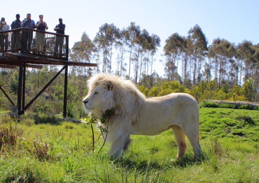 Plettenberg Bay: Wild Cat and Wildlife Guided Tour - The Value Proposition