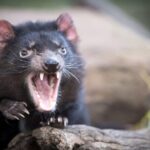 Port Arthur, Richmond and Tassie Devils Active Tour from Hobart - Authentic Traveler Insights from Reviews