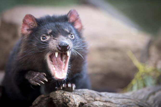 Port Arthur, Richmond and Tassie Devils Active Tour from Hobart - Authentic Traveler Insights from Reviews