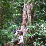 Port Douglas: Daintree Rainforest and Mossman Gorge Tour - Transportation, Group Size, and Overall Value