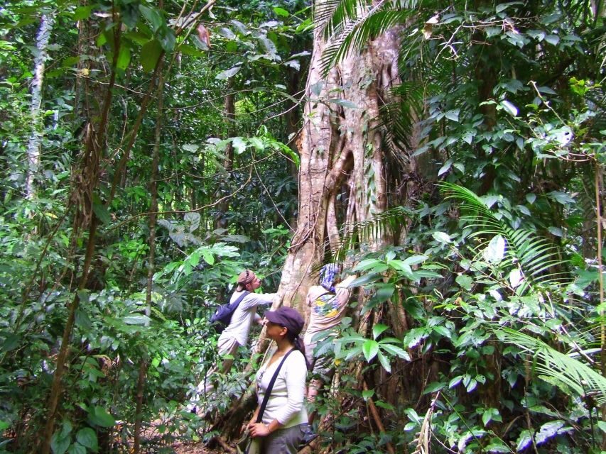 Port Douglas: Daintree Rainforest and Mossman Gorge Tour - Transportation, Group Size, and Overall Value