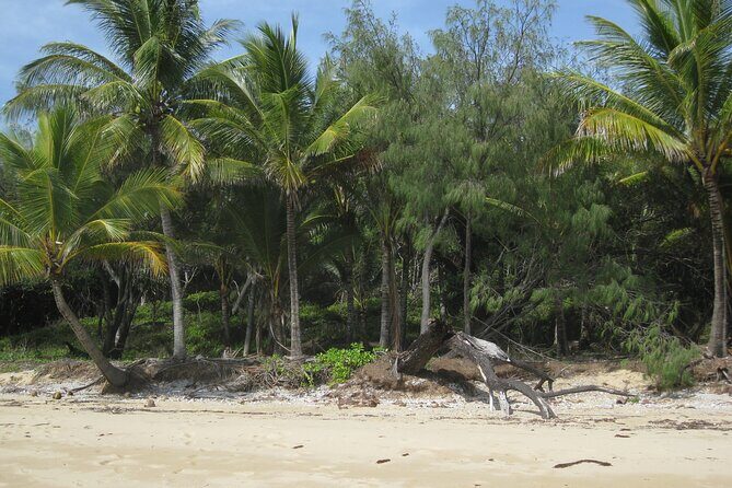 Port Douglas Day Tour from Cairns - Is the Tour Worth the Cost?