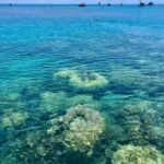 Port Douglas: Half-Day Low Island and Lagoon Snorkeling Tour - The Experience in Detail: Authentic Insights from Travelers