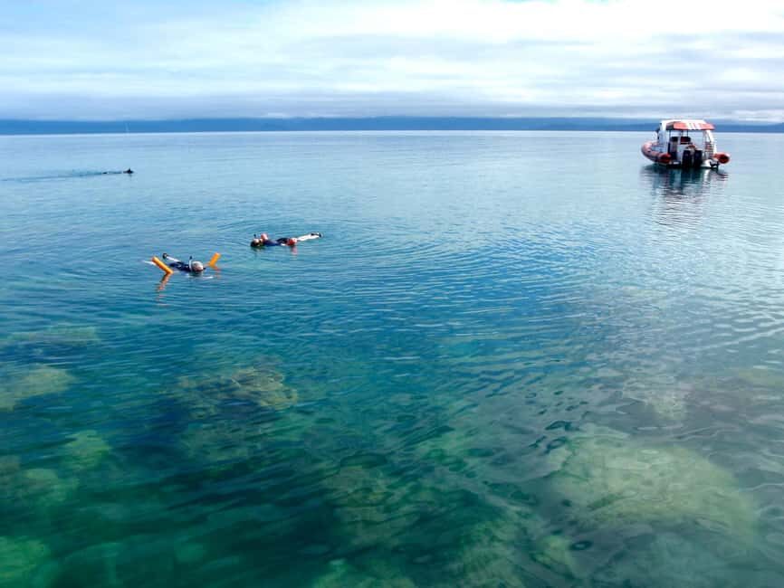 Port Douglas: Low Isles Reef Snorkeling Tour - The Sum Up: Who Should Book This Tour?