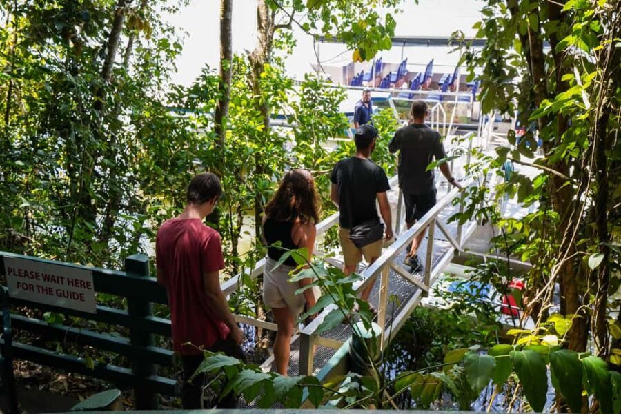 Port Douglas: Morning Daintree Tour w/ Wildlife Cruise - Practical Details and Value Analysis