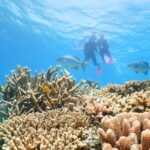 Port Douglas: Quicksilver Outer Barrier Reef Full-Day Cruise - The Value for Money