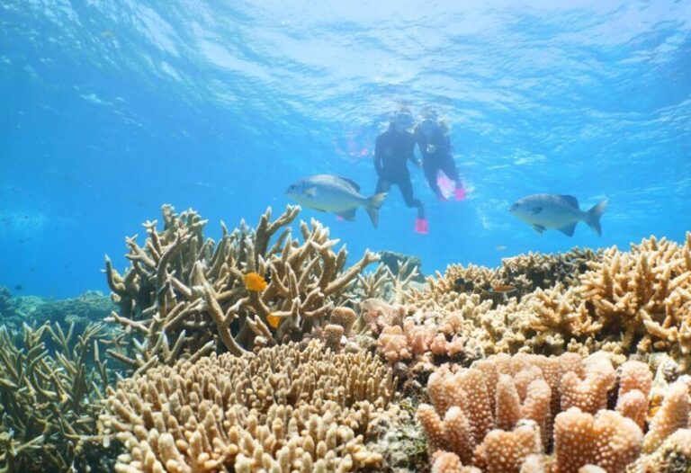 Port Douglas: Quicksilver Outer Barrier Reef Full-Day Cruise - The Value for Money