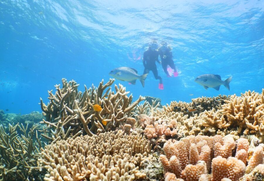 Port Douglas: Quicksilver Outer Barrier Reef Full-Day Cruise - The Value for Money