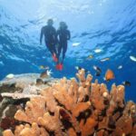 Port Douglas: Silversonic Great Barrier Reef Dive & Snorkel - Authentic Marine Encounters and Learning