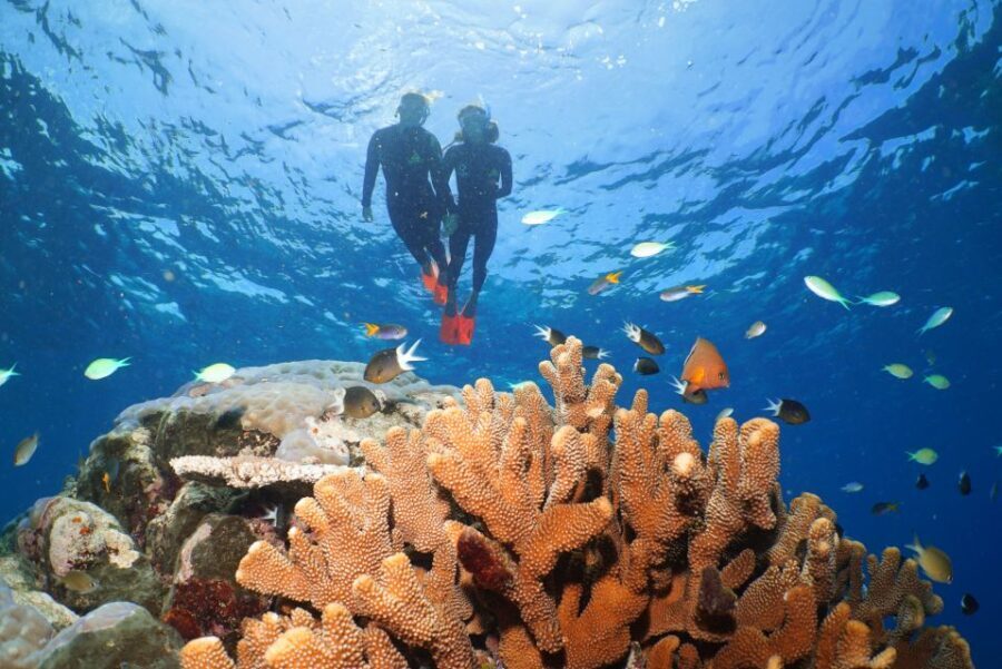 Port Douglas: Silversonic Great Barrier Reef Dive & Snorkel - Authentic Marine Encounters and Learning