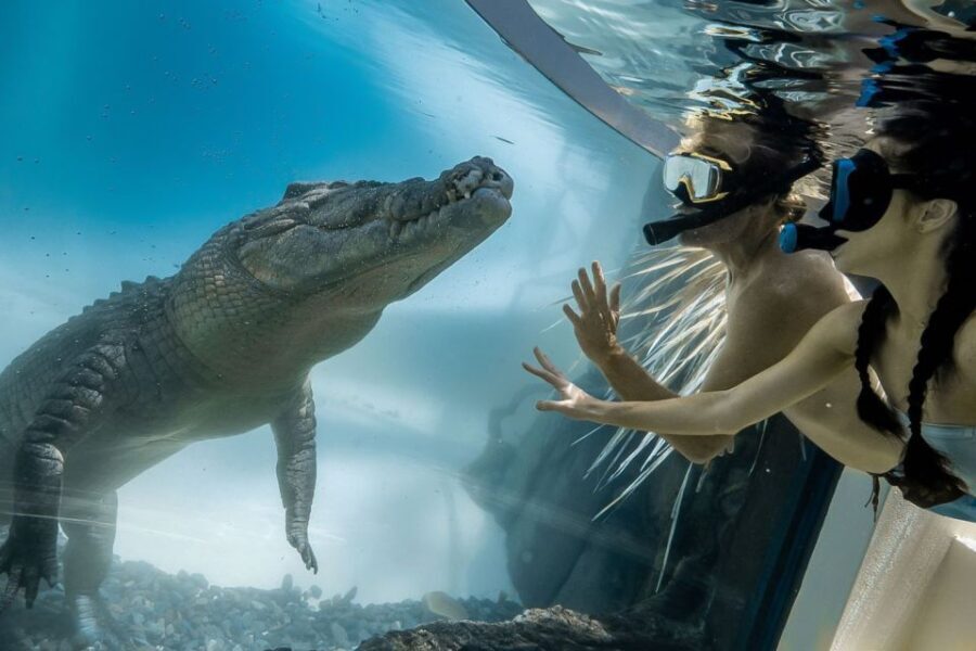 Port Douglas: Wildlife Habitat Swim with Crocodiles - Why the price is justified