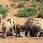 Port Elizabeth: 2-Day Addo Elephant Park Safari - Who Should Consider This Experience?