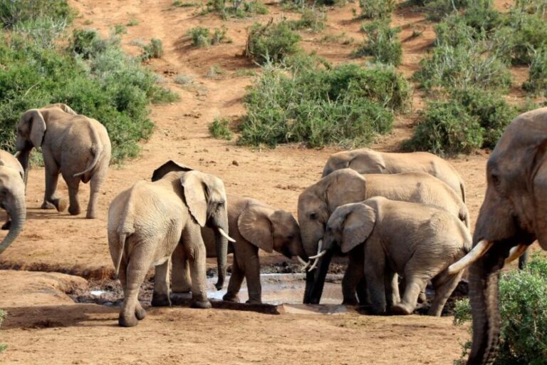Port Elizabeth: 2-Day Addo Elephant Park Safari - Who Should Consider This Experience?