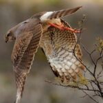 Port Elizabeth: 3-Day Addo Elephant National Park Safari - The Value and Practical Considerations