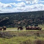 Port Elizabeth: Addo Elephant National Park Safari Tour - The Value of This Safari Experience