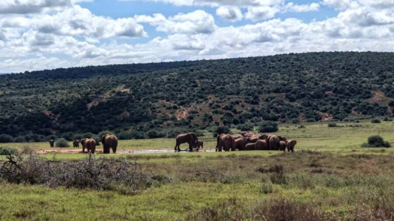 Port Elizabeth: Addo Elephant National Park Safari Tour - The Value of This Safari Experience