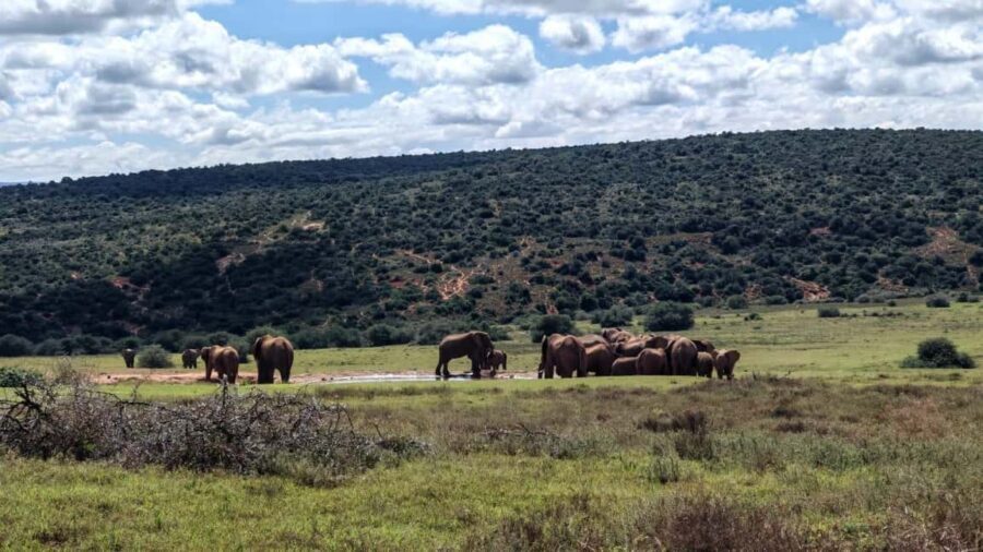 Port Elizabeth: Addo Elephant National Park Safari Tour - The Value of This Safari Experience