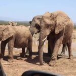 Port Elizabeth Addo elephant national park tour - The Real Experience: What Reviewers Say