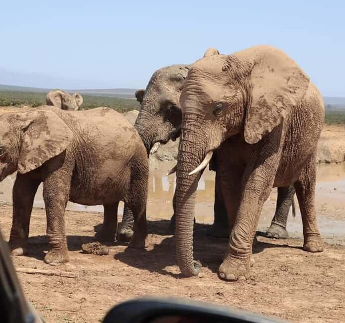 Port Elizabeth Addo elephant national park tour - The Real Experience: What Reviewers Say