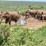 Port Elizabeth: Addo Elephant Park Full-Day Safari - Why This Tour is a Great Value
