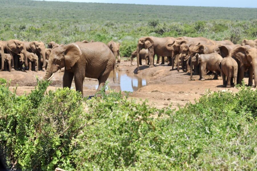 Port Elizabeth: Addo Elephant Park Full-Day Safari - Why This Tour is a Great Value