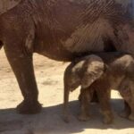 Port Elizabeth: Addo Elephant Park Shore Excursion & Safari - Is this Tour Worth the Price?