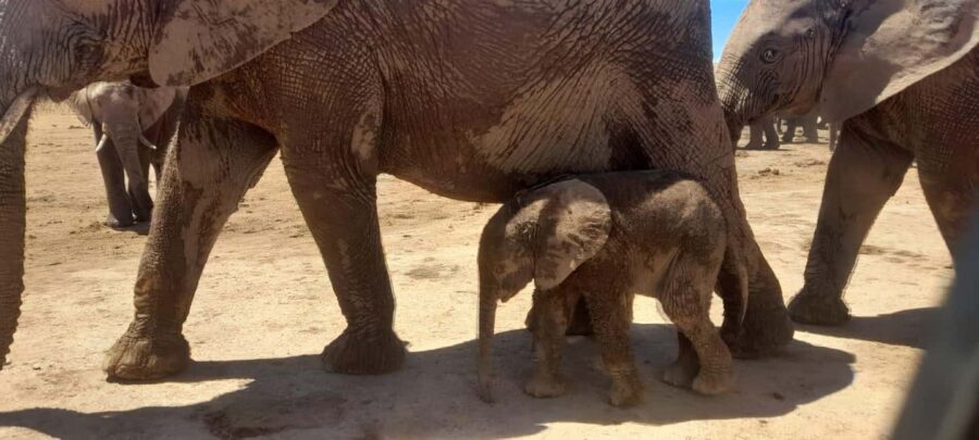 Port Elizabeth: Addo Elephant Park Shore Excursion & Safari - Is this Tour Worth the Price?