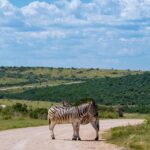 Port Elizabeth: Addo Elephant Park Shore Excursion with BBQ - Real Guest Insights and Highlights