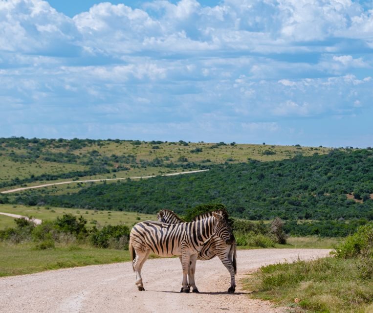 Port Elizabeth: Addo Elephant Park Shore Excursion with BBQ - Real Guest Insights and Highlights