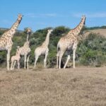 Port Elizabeth: Addo Park Safari with Giraffe Walk and Lunch - Lunch: Savoring South African Flavors