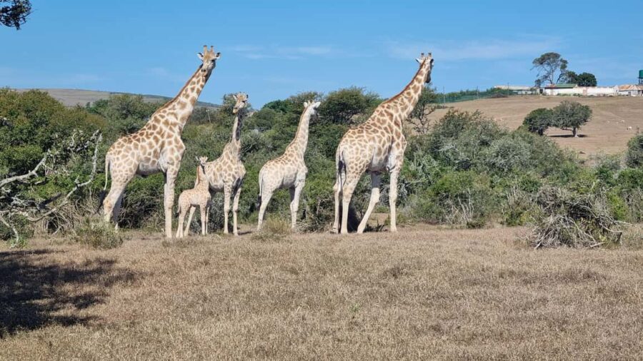 Port Elizabeth: Addo Park Safari with Giraffe Walk and Lunch - Lunch: Savoring South African Flavors