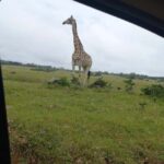 Port Elizabeth: Double Safari and city tour - Who This Tour Is Best For