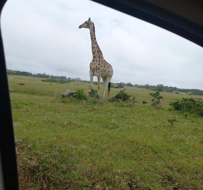 Port Elizabeth: Double Safari and city tour - Who This Tour Is Best For