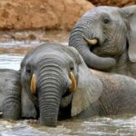 Port Elizabeth : Full-Day Addo Elephant Park Wildlife Tour - The Value of This Wildlife Tour