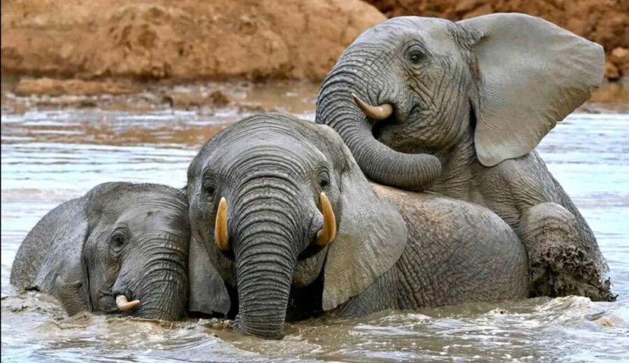 Port Elizabeth : Full-Day Addo Elephant Park Wildlife Tour - The Value of This Wildlife Tour