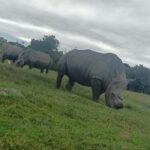 Port Elizabeth: Kragga Kamma Game Park Guided Tour - Is This Tour Worth It? The Value Breakdown