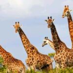 Port Elizabeth: Schotia Safaris Game Reserve Safari - The Safari Vehicle: Open 4x4 Experience