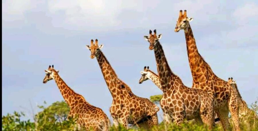 Port Elizabeth: Schotia Safaris Game Reserve Safari - The Safari Vehicle: Open 4x4 Experience
