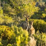 Port Lincoln: Coffin Bay Seafood, Wine, and Nature Day Trip - Final Thoughts: Who Should Consider This Tour?