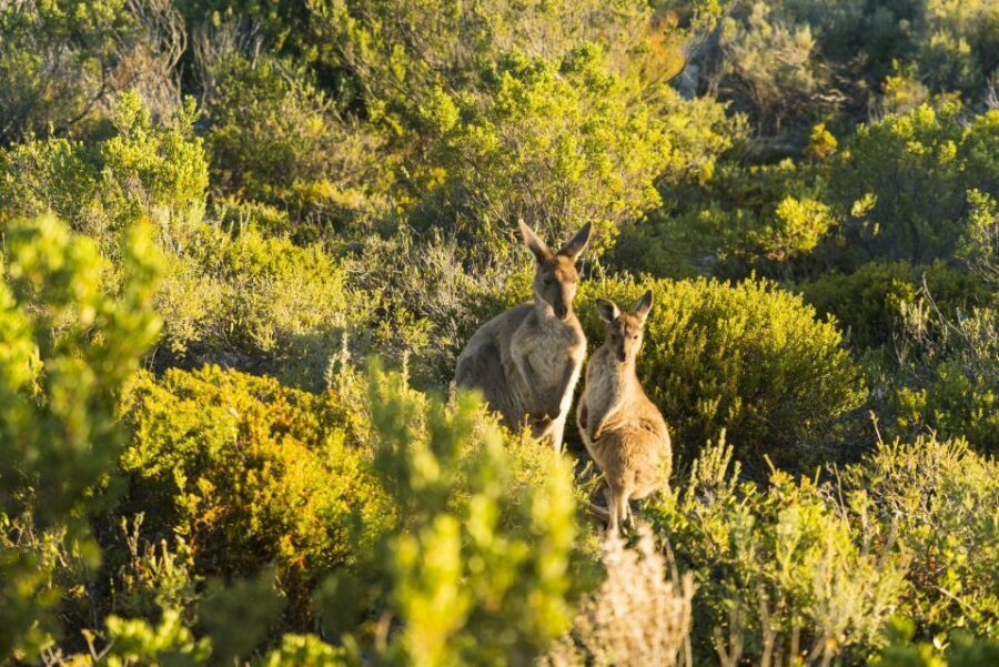 Port Lincoln: Coffin Bay Seafood, Wine, and Nature Day Trip - Final Thoughts: Who Should Consider This Tour?