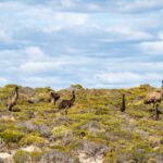 Port Lincoln: Lincoln National Park Sunset Sand Dunes Tour - Off-Roading Through the Dunes