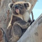 Port Lincoln Mikkira Station Wild Koala Safari Tour - The Itinerary in Detail