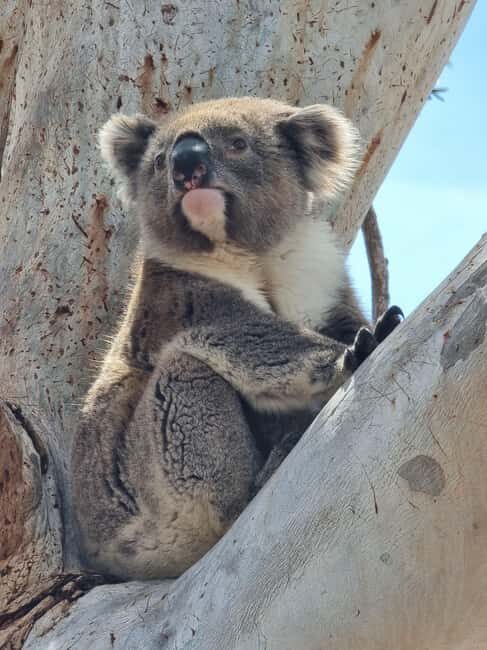 Port Lincoln Mikkira Station Wild Koala Safari Tour - The Itinerary in Detail